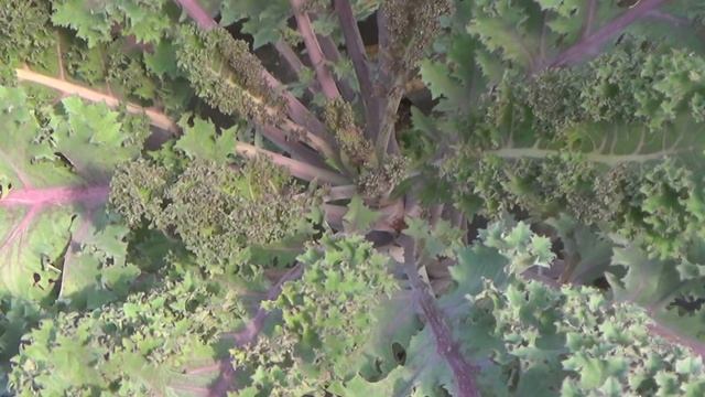 Листовая капуста Кейл (Кале). От посева до сбора урожая и приготовления. Зеленые смузи из капусты смотреть онлайн