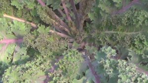 Листовая капуста Кейл (Кале). От посева до сбора урожая и приготовления. Зеленые смузи из капусты