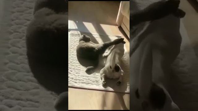 Приколы с животными. смотреть онлайн