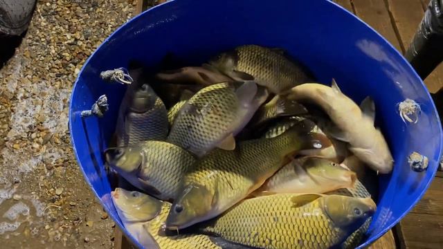 Краткий отчёт по Карпу на основной водоём (общий вес запуска 1800 кг) смотреть онлайн