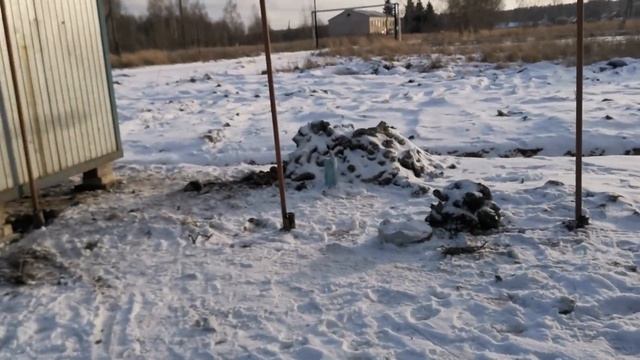 Гиссарские бараны производители и проделанная работа на ферме смотреть онлайн