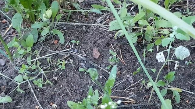 Клоп вонючка спасается бегством!??? смотреть онлайн