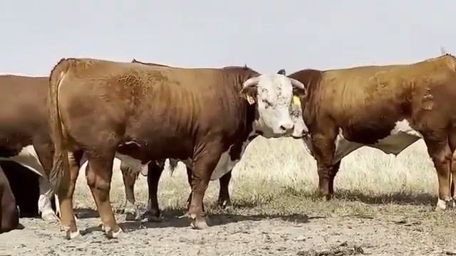Симменталы Быки. Экспорт Крупного Рогатого Скота из России. смотреть онлайн