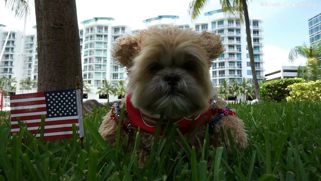 Happy 4th of July from Munchkin! смотреть онлайн