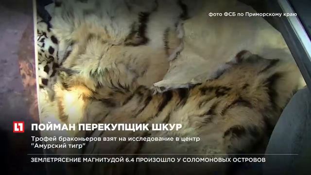 Пограничники Приморья поймали перекупщика тигровых шкур смотреть онлайн