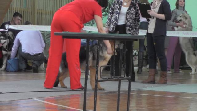 24 февраля 2013г. выставка "Созвездие псов -2013 смотреть онлайн