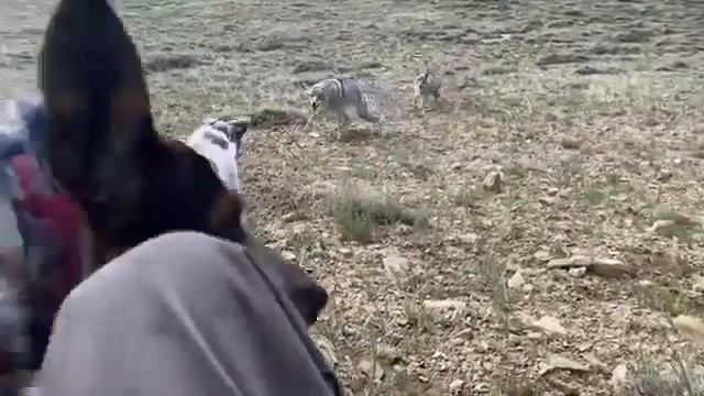 Волки Напали На Собак|Охота На Волка с Собаками смотреть онлайн