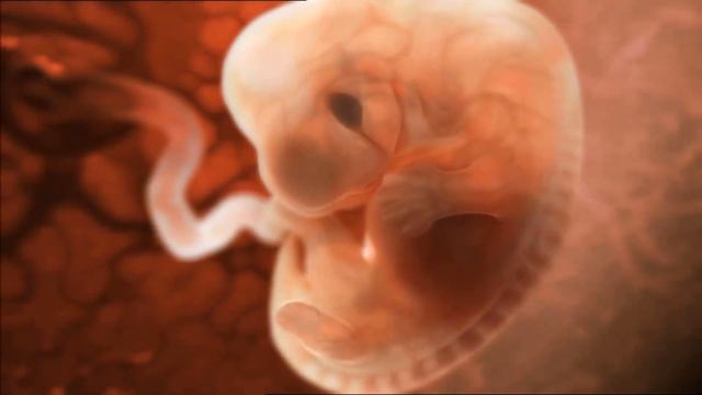 † От Зачатия до появления на свет смотреть онлайн