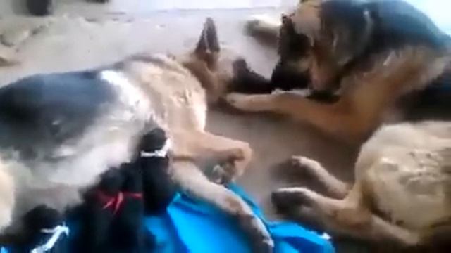 Después de un parto largo y agotador, esto si es el verdadero amor. смотреть онлайн