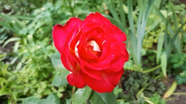 Троянда Бiг Перпл. смотреть онлайн