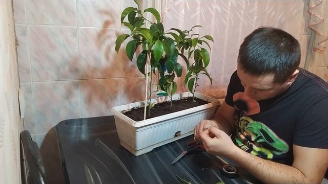 Как привить мандарины / Лимоны / Апельсины / Цитрусовые? смотреть онлайн