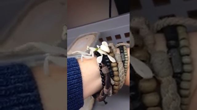 Орхідейний богомол ! orchid mantis ! смотреть онлайн