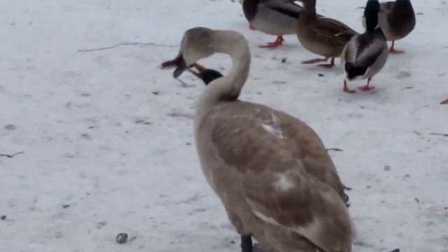 Красивые лебеди и утки любят матросский танец. Beautiful swans and ducks love the sailor dance. смотреть онлайн