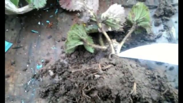 Рассада для Севастополя. смотреть онлайн