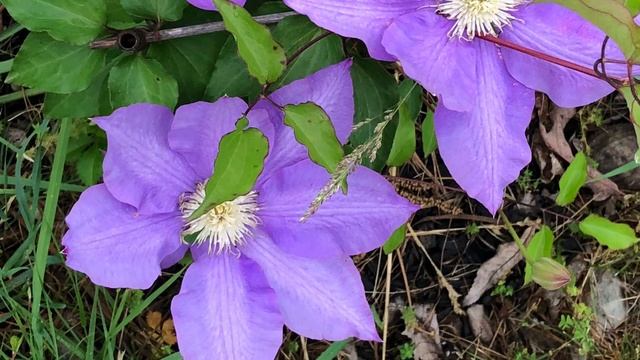 H.F.Young Clematis bloom on 29th May 2021 смотреть онлайн