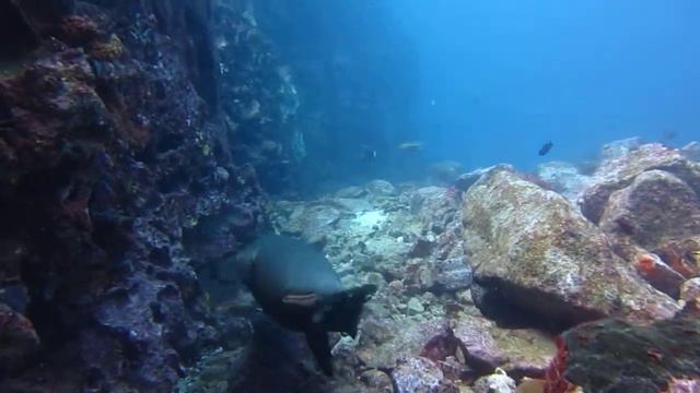 Морской лев. смотреть онлайн