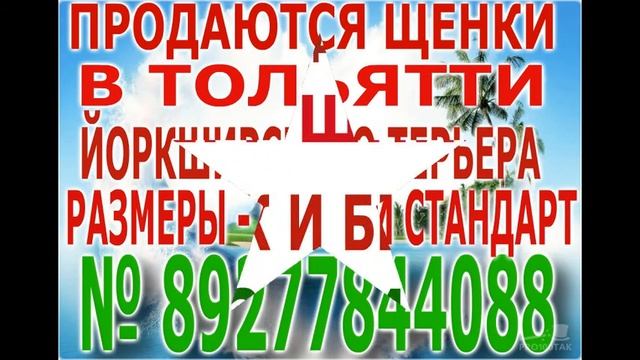 Стрижка собак в Тольятти , Постричь собаку в Тольятти , Стрижка кошек в Тольятти смотреть онлайн