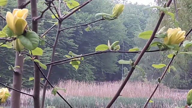 Весна в Голосеевском парке смотреть онлайн