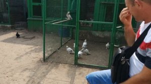 Поездка Льва Горбунова по голубятникам Республики Молдовы / Ярмарка голубей г. Оргеев