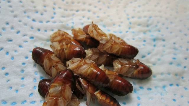 Кормление стрижей туркменскими тараканами смотреть онлайн