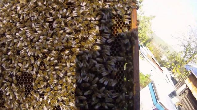Часть 2.Коллапс пчел? Исправление семьи. Beekeeping. смотреть онлайн
