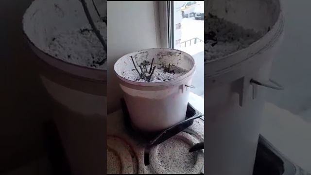 не еш хозяйскую герань😹🙉🙈😂💝 смотреть онлайн