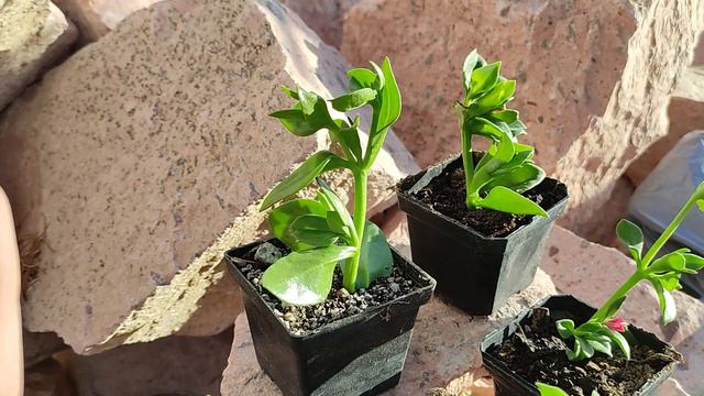 Poniendo a prueba el injerto de Lithop en Aptenia cordifolia para que ustedes no se arriesguen ;) смотреть онлайн
