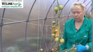 Сплошная уборка томата в теплице. Когда убрать помидоры из теплицы.