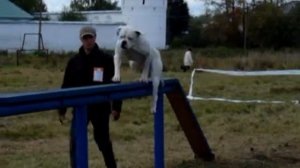 Американский бульдог не только собака....