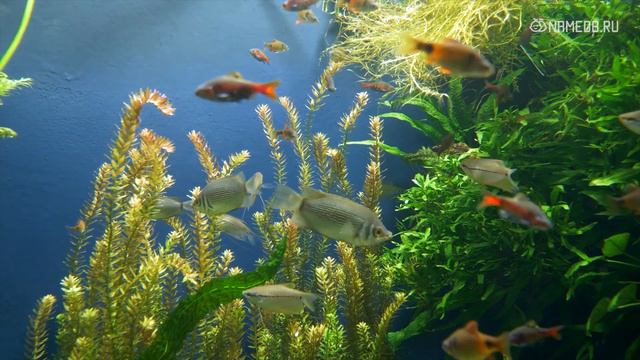 4 знака Зодиака, которых можно назвать настоящими грубиянами смотреть онлайн