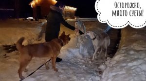 Ветеринар Мария Маркина примчала в Совиный дол. Вручила коробку, пожамкала собаченьку и сразу умчала