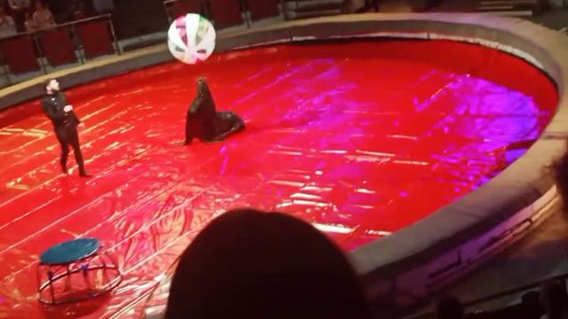 Цирк в Твери. смотреть онлайн