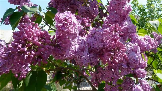 Очень красивая сирень и музыка фламенко. смотреть онлайн