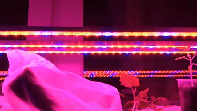 Как выглядит светодиодная подсветка для рассады, сравнение. смотреть онлайн