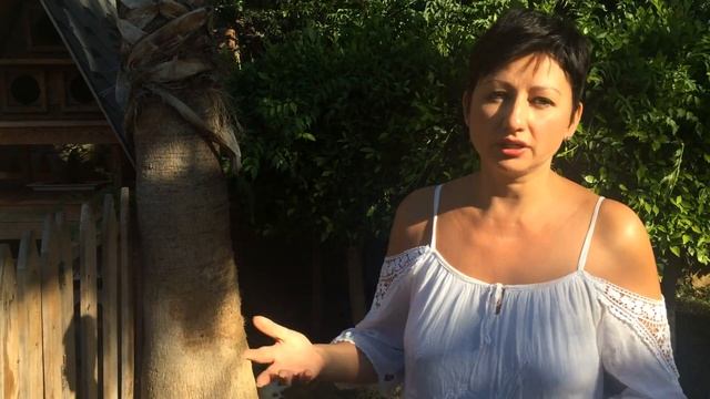 В Турции для бездомных кошек на улицах построены домики. смотреть онлайн