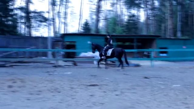 Ахалтекинская порода лошадей смотреть онлайн