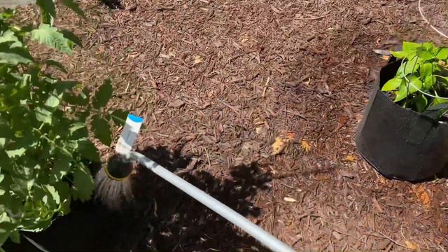 Watermelon in Compost Bags Update Watering The Garden and Giving Thanks | Grow Your Own Food смотреть онлайн