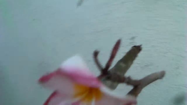 Rare Plumeria Flowers Videos by Stephanie, Garden, now blooming series12 in 2009 смотреть онлайн