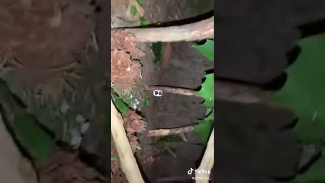 BLOOKLYNBLOODPOP!! alt tiktok #4 смотреть онлайн