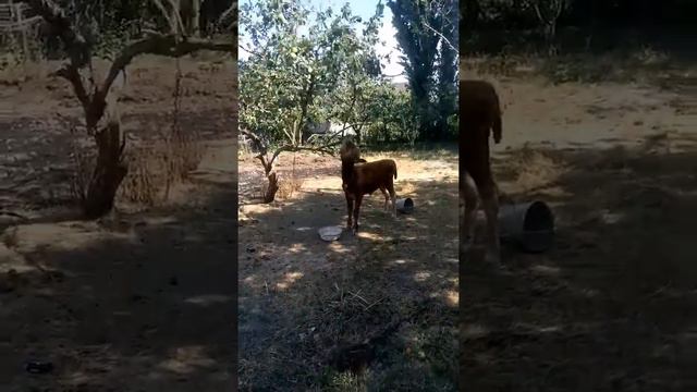 Умный Теленок С Нового Костека смотреть онлайн