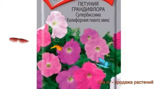 Петуния грандифлора Супербиссима Калифорния гиантс микс ? обзор: как сажать, семена петунии смотреть онлайн