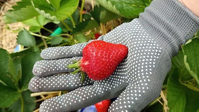 Обзор на сорт Джоли. Земляничная Исландия. смотреть онлайн