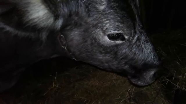 У НАС РОДИЛСЯ ГОЛУБОЙ БЫЧОК!ЛАТВИЙСКАЯ ГОЛУБАЯ ПОРОДА КОРОВ!МАЛЬВИНА! смотреть онлайн