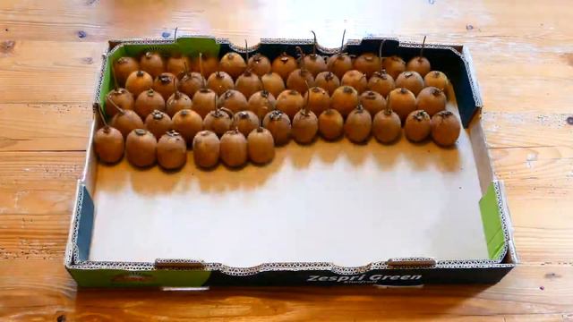 Zeitraffer Kiwi Frucht, Time-lapse fuzzy kiwifruit, Chinesische Stachelbeere (Actinidia deliciosa) смотреть онлайн
