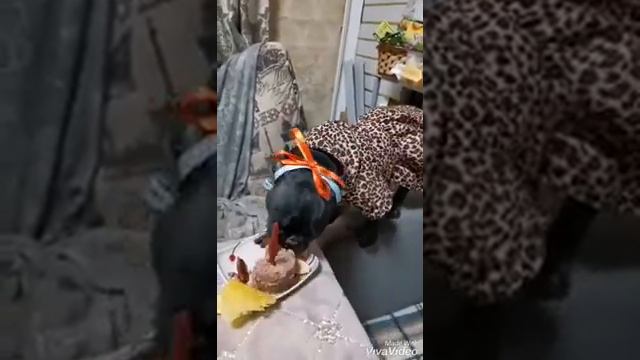 У меня День Рождения))) французский бульдог Лилу смотреть онлайн