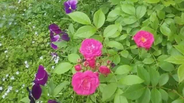 Розы Остина: Цептер Айзл, Принцесса Александра Кентская, роза Кодеса Анжела, Тантау Maritim. смотреть онлайн