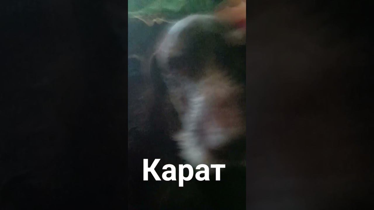 Карат смотреть онлайн