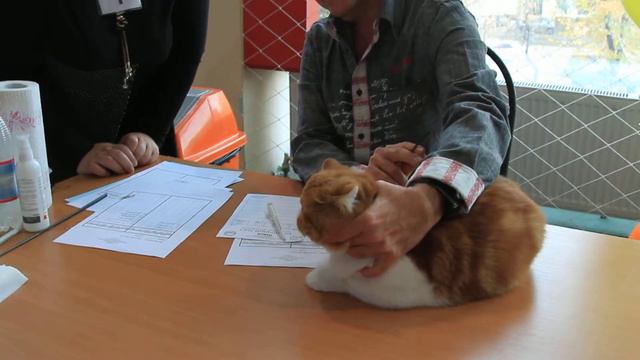Международная выставка кошек "Осенний Блюз". Казахстан смотреть онлайн