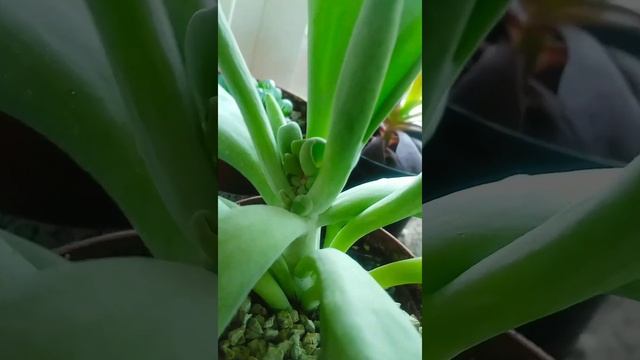 Каланхое Орикула #суккуленты #succulents #каланхоэ смотреть онлайн