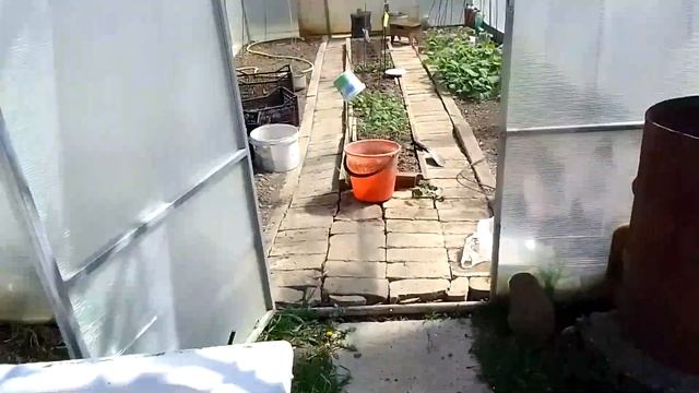 #дача я #посадил #теплицу #огурцы ?? 1 04 2023 смотреть онлайн